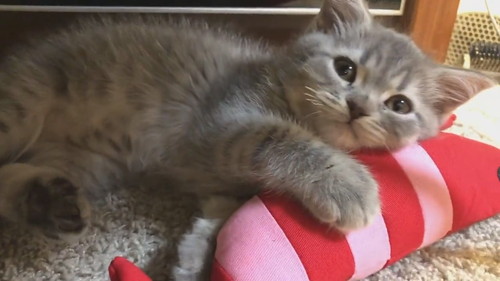 世界一かわいい寝落ち