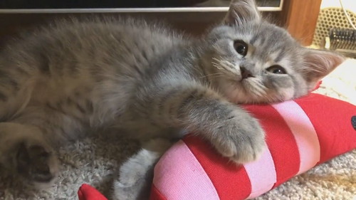 世界一かわいい寝落ち