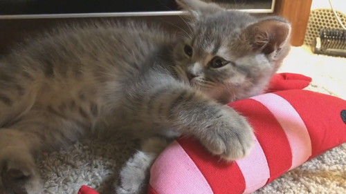 世界一かわいい寝落ち