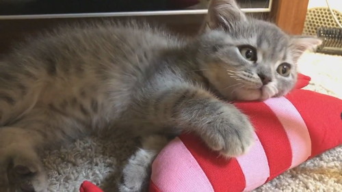 世界一かわいい寝落ち