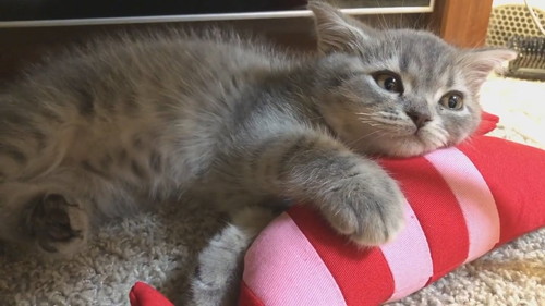 世界一かわいい寝落ち