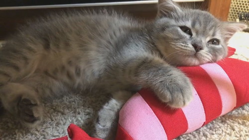 世界一かわいい寝落ち