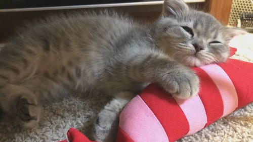 世界一かわいい寝落ち