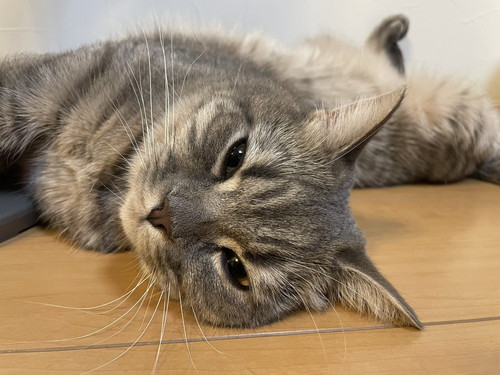 いろんな凛太郎くん