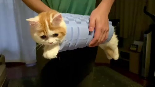 筋膜ローラーハイブリッドネコちゃん