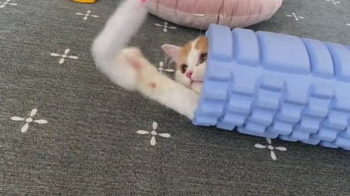 筋膜ローラーハイブリッドネコちゃん