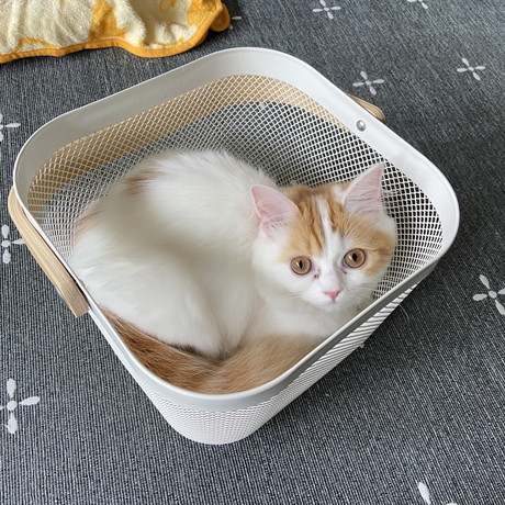 いろんなさらんちゃん