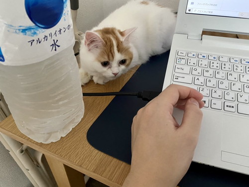 いろんなさらんちゃん