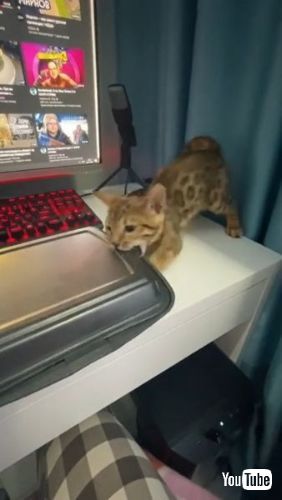 Wants a Taste of Sushi