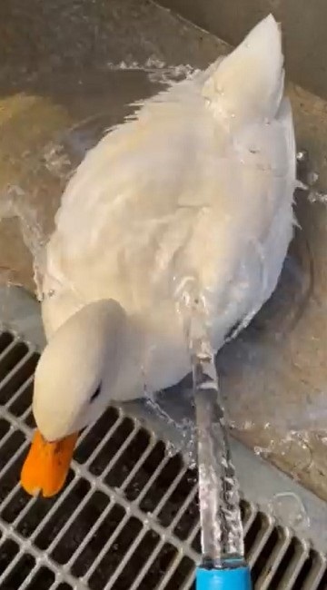 コールダック