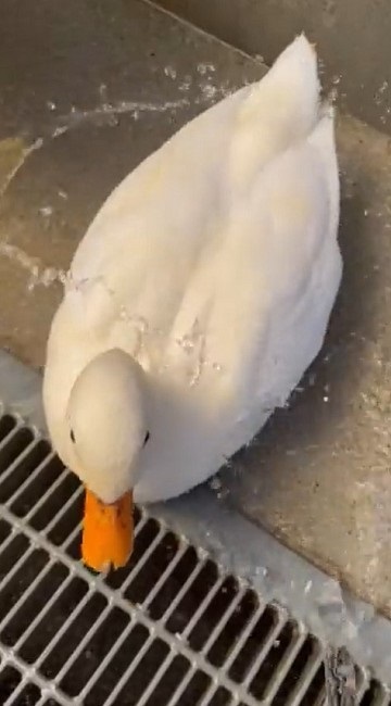 驚きの撥水性を見せるアヒルさん