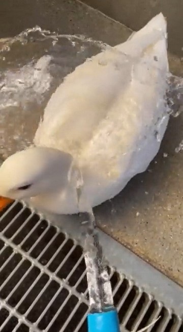 驚きの撥水性を見せるアヒルさん
