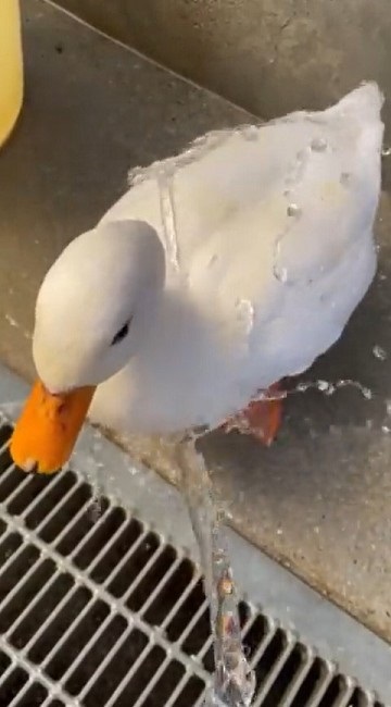 驚きの撥水性を見せるアヒルさん