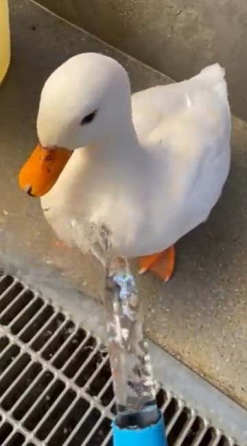 驚きの撥水性を見せるアヒルさん