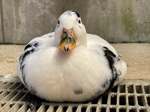 驚きの撥水性を見せるアヒルさん