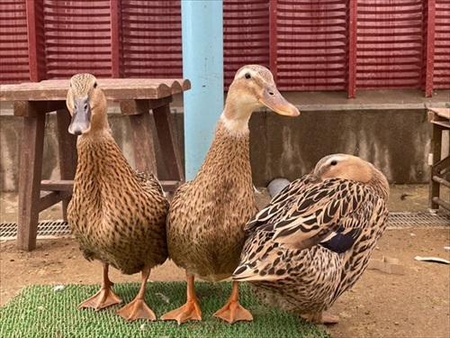 驚きの撥水性を見せるアヒルさん