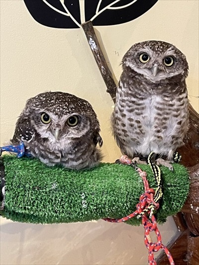 驚きの撥水性を見せるアヒルさん