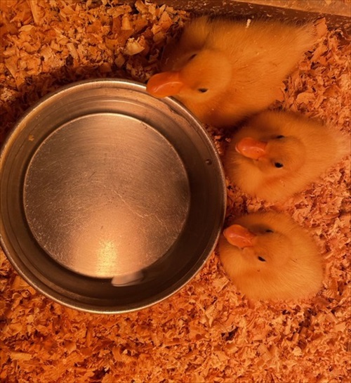 驚きの撥水性を見せるアヒルさん