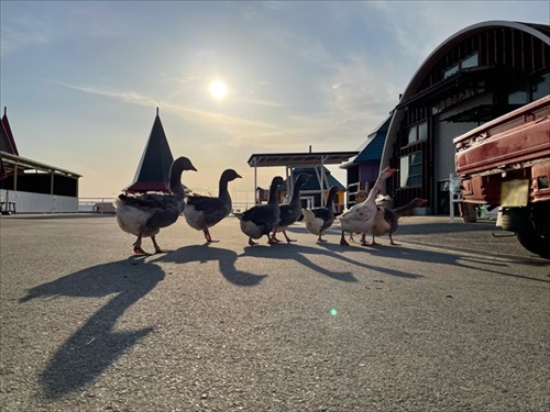 驚きの撥水性を見せるアヒルさん