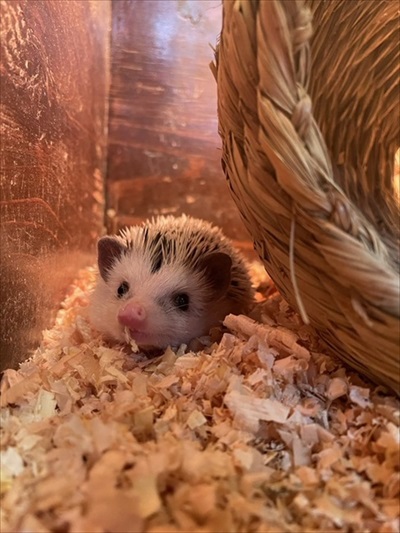 驚きの撥水性を見せるアヒルさん