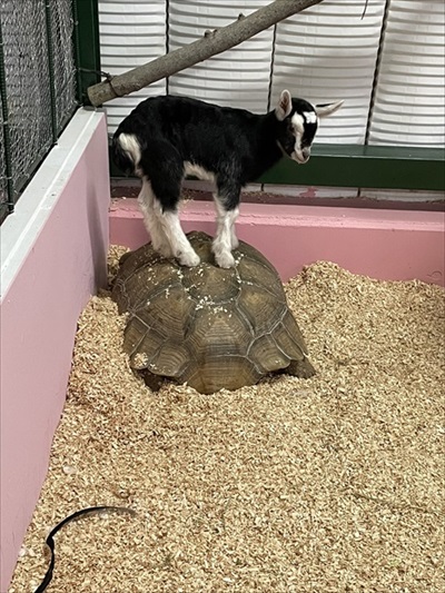 驚きの撥水性を見せるアヒルさん