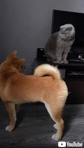 家具をかじる柴犬に猫パンチ