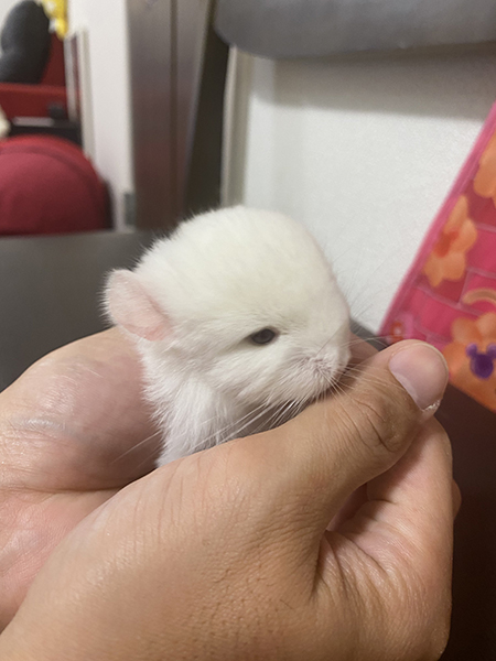 手につつまれたチンチラ赤ちゃん右向き
