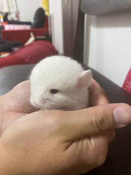 手につつまれたチンチラ赤ちゃん左向き