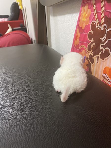 チンチラ赤ちゃんのおしり