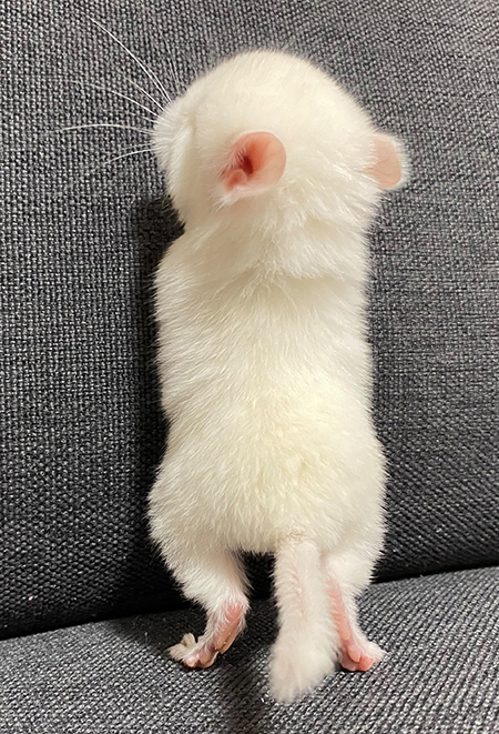 立ち上がるチンチラ赤ちゃんのおしりトリミング