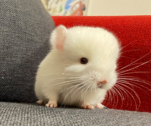 ソファ上のチンチラ赤ちゃんトリミング