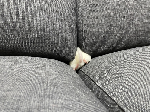 ソファに埋まる赤ちゃんチンチラ