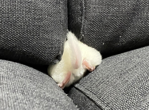 ソファに埋まる赤ちゃんチンチラトリミング