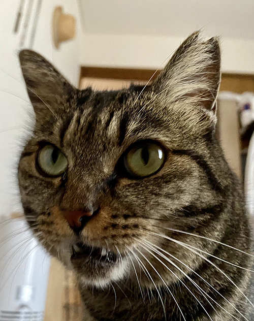 フレーメンしじみちゃん