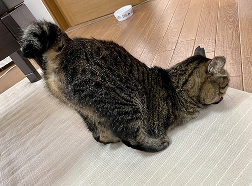 尻をたたけしじみちゃん