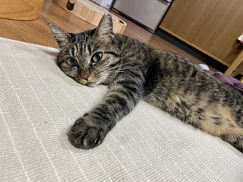 なぜ遊ばないしじみちゃん