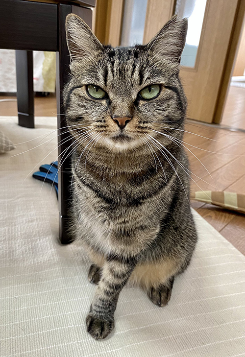 きりっとしたしじみちゃん