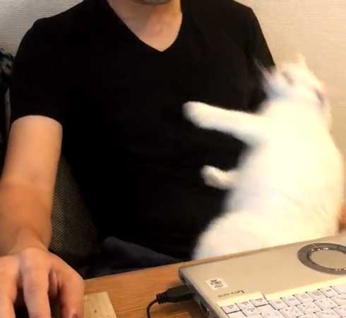 夫を信用しきってる 猫 甘える 体を預ける ゴロン