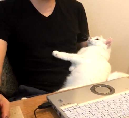 夫を信用しきってる 猫 甘える 体を預ける ゴロン