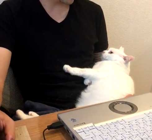 夫を信用しきってる 猫 甘える 体を預ける ゴロン