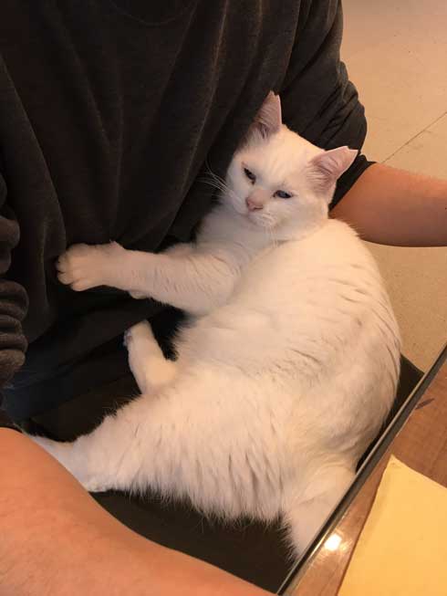 夫を信用しきってる 猫 甘える 体を預ける ゴロン