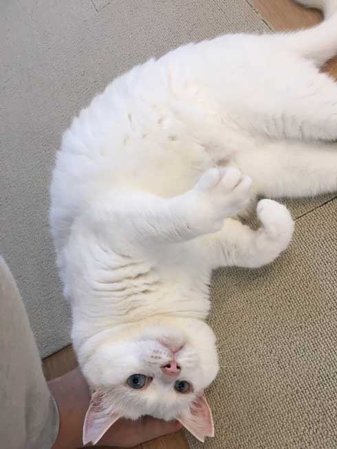 夫を信用しきってる 猫 甘える 体を預ける ゴロン