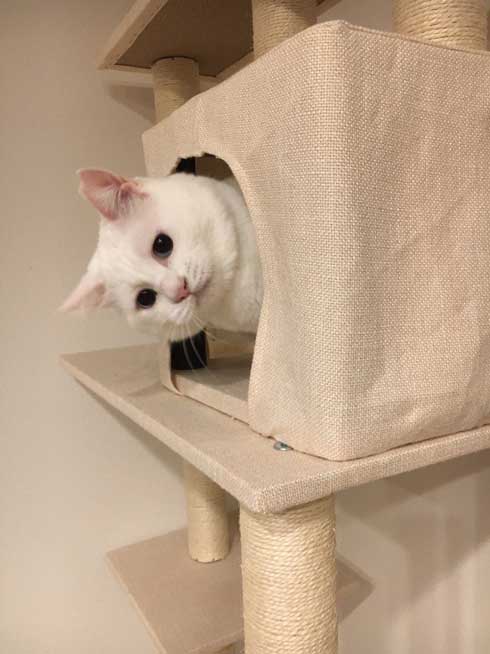 夫を信用しきってる 猫 甘える 体を預ける ゴロン