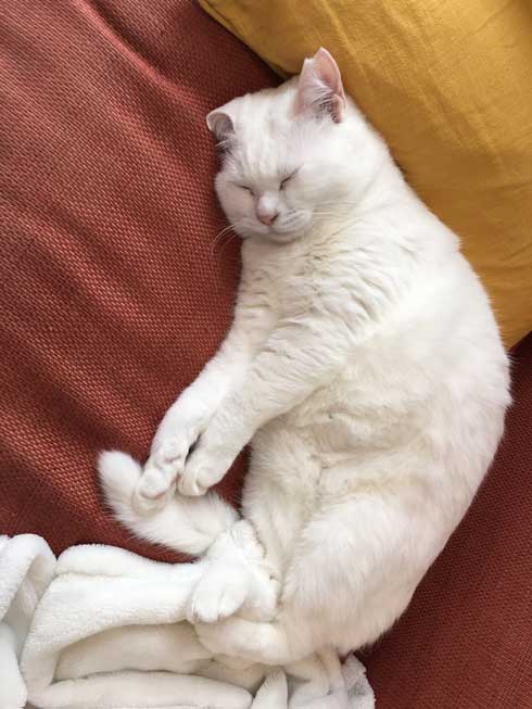 夫を信用しきってる 猫 甘える 体を預ける ゴロン