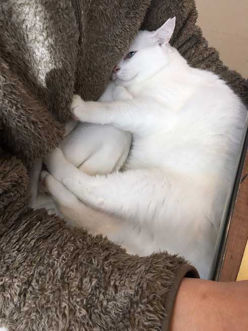 夫を信用しきってる 猫 甘える 体を預ける ゴロン