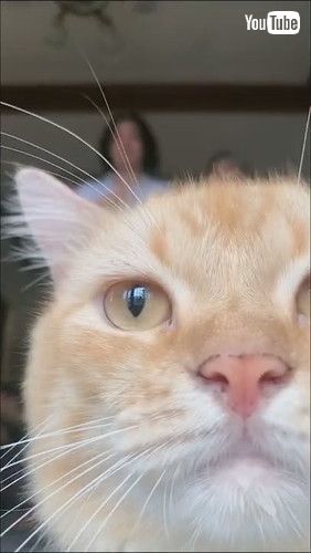 「Cute Cat Steals Spotlight || ViralHog」