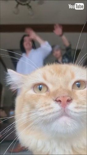 「Cute Cat Steals Spotlight || ViralHog」