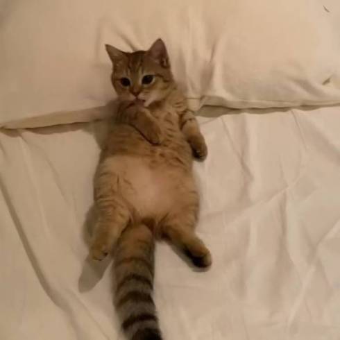 猫 マンチカン にぼしちゃん スーパー怠惰ねこ