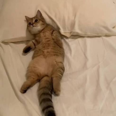 猫 マンチカン にぼしちゃん スーパー怠惰ねこ