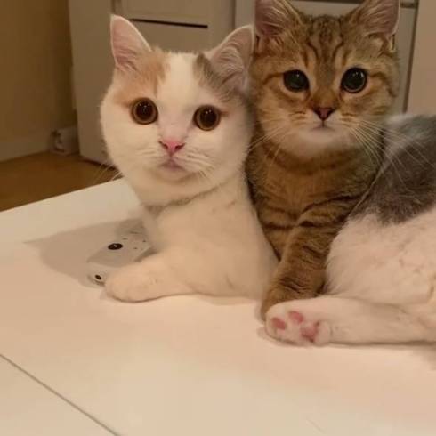 猫 マンチカン にぼしちゃん スーパー怠惰ねこ